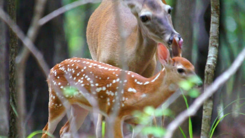 Whitetail Deer (Odocoileus virginianus) fawn being cleaned by it's mother.
