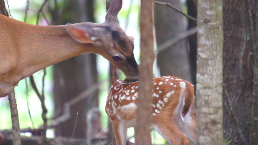 Whitetail Deer (Odocoileus virginianus) fawn being cleaned by it's mother.