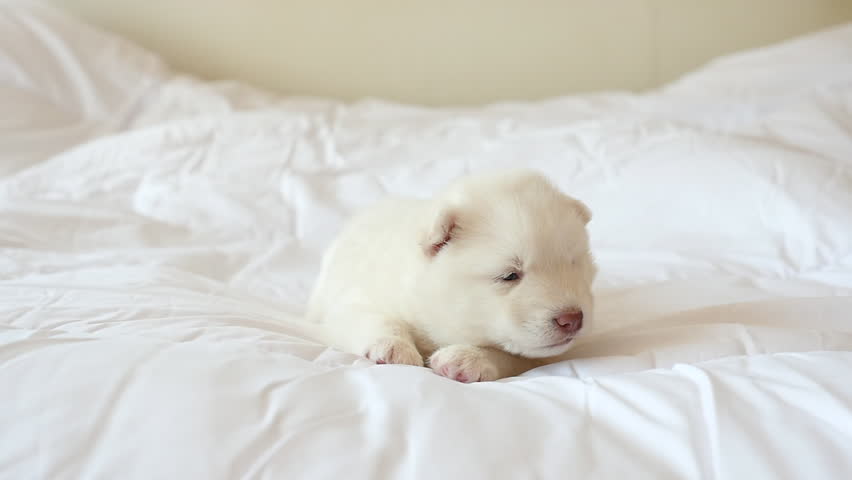 white siberian husky puppy