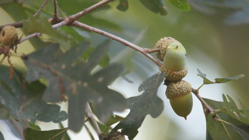 Acorns growing on a White Oak Tree (Quercus alba) in southern United States.