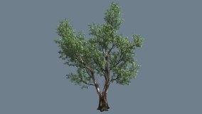 Red Gum Doubled Trunk Tree on Alfa Channel Green Leaves,Tree is Swaying at the Wind in Summer Sunny Day, green branches, Computer Generated Animation Made in Studio