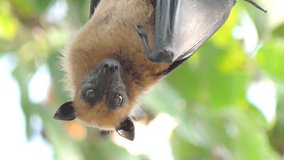Pan and Zoom out of Fruit Bat Hanging Upside Down in Full HD video 1920x1080, 24 fps.