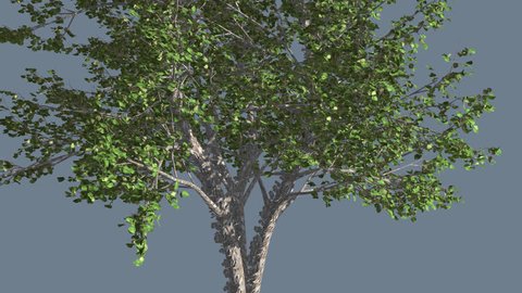 River Birch, Thin Small Tree is Swaying at the Wind, Tree Cut Out of Chroma Key, Tree on Alfa Channel, Green Tree Leaves are Fluttering on a Crown, Thin Trunk Tree and lower branches in Sunny Day in