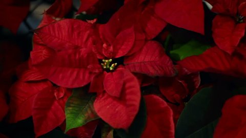 Pan of red poinsettia Christmas flower decorations