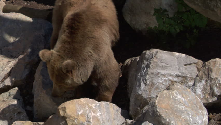 A brown bear on rocks