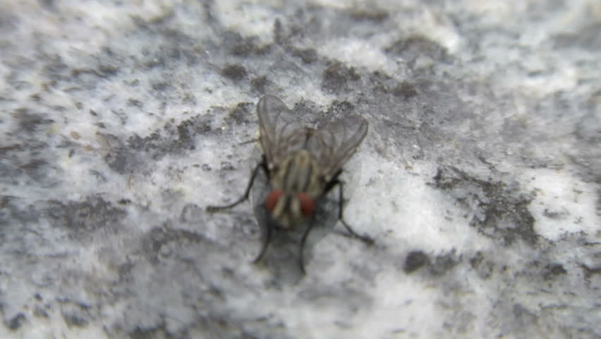 Extreme close-up of a common house fly