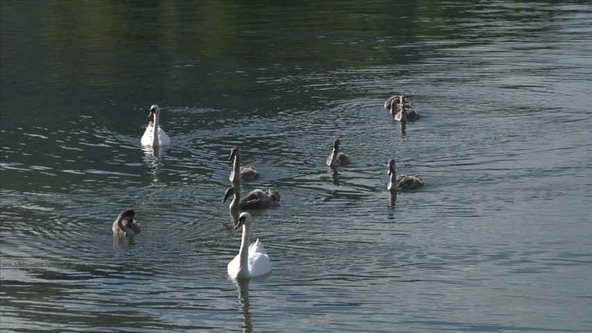 White swans in a lake