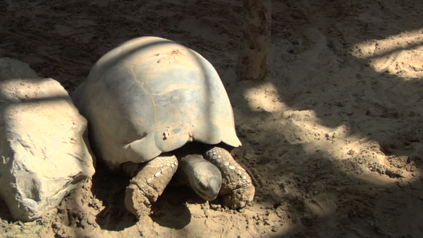 A Galapagos giant tortoise