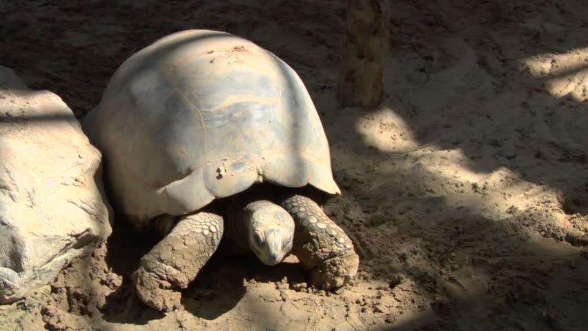 A Galapagos giant tortoise