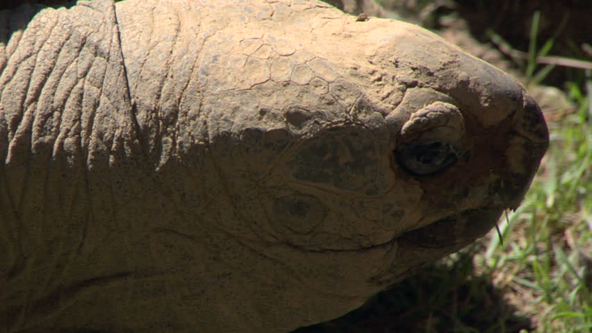 Close-up of a Galapagos giant tortoise
