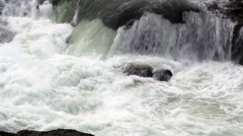 Spawning steelhead (rainbow) trout try to jump waterfalls- watch for many jumpers