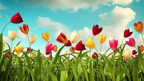 colorful tulips วิดีโอสต็อก