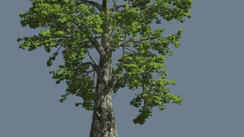 Sassafras, Tree is Swaying at the Wind, Tree Cut Out of Chroma Key, Tree on Alfa Channel, Bright Green Tree Leaves are Fluttering on a Crown, Thick Trunk Tree and lower branches in Sunny Day in