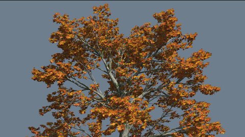 Sassafras, Top of the Tree is Swaying at the Wind, Tree Cut Out of Chroma Key, Tree on Alfa Channel, Yellow Tree Leaves are Fluttering on a Crown, Thick Trunk Tree in Sunny Day in Fall, Autumn,