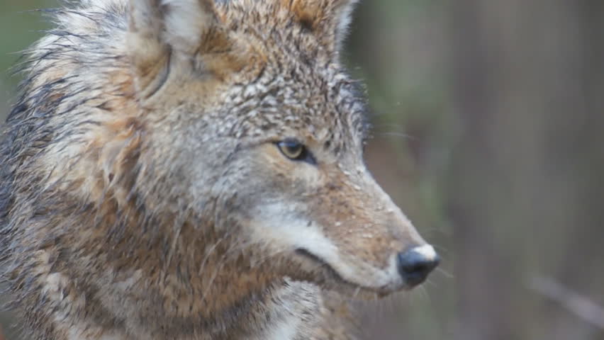 Coyote (Canis latrans) alpha male showing signs of aggression and agitation.