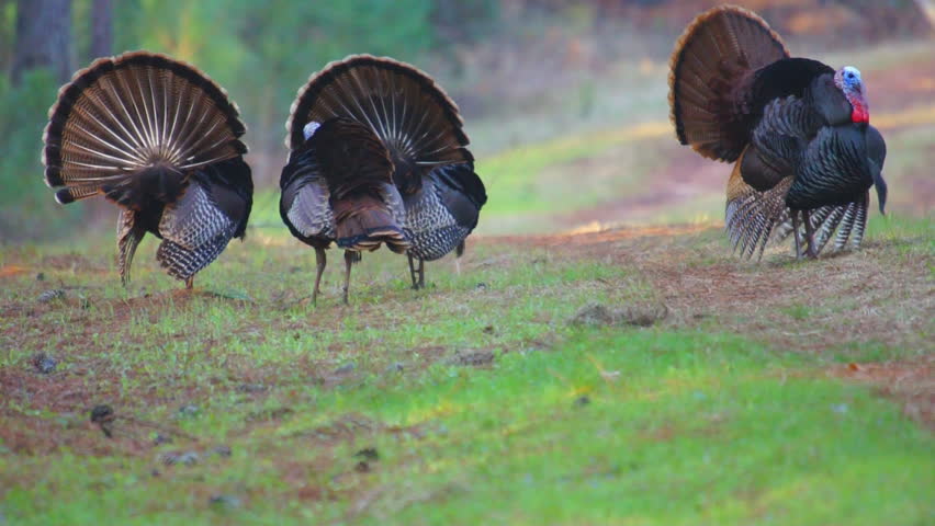 Wild Turkey (Meleagris gallopavo) Gobblers competing and strutting for the right