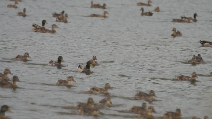 Mallard Ducks (Anas platyrhynchos) during migration.