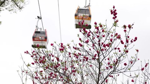 Sakura tree with flowers against gondola lift cabins moving up and down, Maokong cableway. Static camera, shoot using tripod.