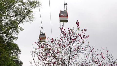 Pink flowers on naked tree, gondola lift moving on background. Abstract scene shot at the Maokong mountains area.