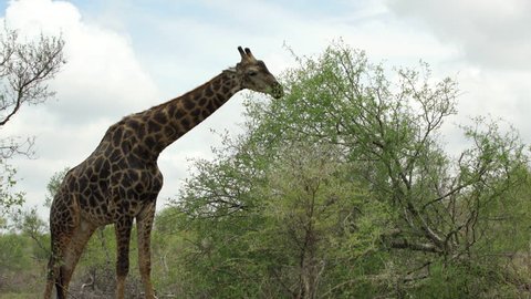 Giraffe eating from a tree in Kruger National Park South Africa