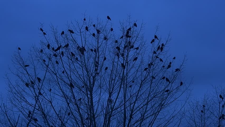 Small Birds, Silhouettes are Sitting on a Branches of a Bush or Top of Tree, Blast Off the Bush, Flying, Flapping Their Wings, Slow Motion, Branches without Leaves, Fall, Autumn, Dusk, Blue Sky in