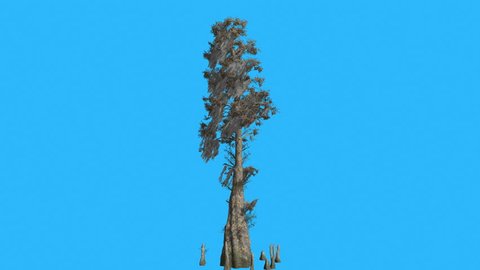 Bald Cypsess, Taxodium distichum, Tall Tree is Swaying at the Wind on Chroma Key, Alfa Channel and Blue Screen, Alpha Mate, Yellow Linear Thin Needle-Like Leaves are Fluttering on a Crown, Thin Trunk