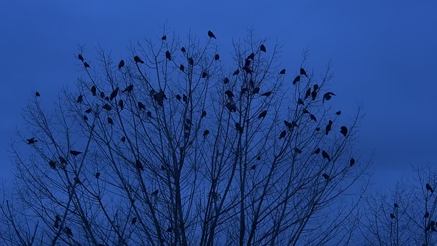 Small Birds, Silhouettes are Sitting on a Branches of a Bush, Blast Off the Bush, Flying, Flapping Their Wings, Slow Motion, Branches without Leaves, Fall, Autumn, Dusk, Blue Sky in Evening, outdoors