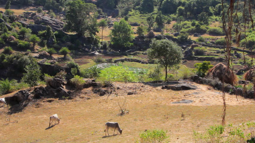 Indian cows graze in the meadow