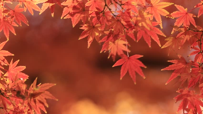 Autumn Maple Leaves in Japan Stock Footage Video (100% Royalty-free ...