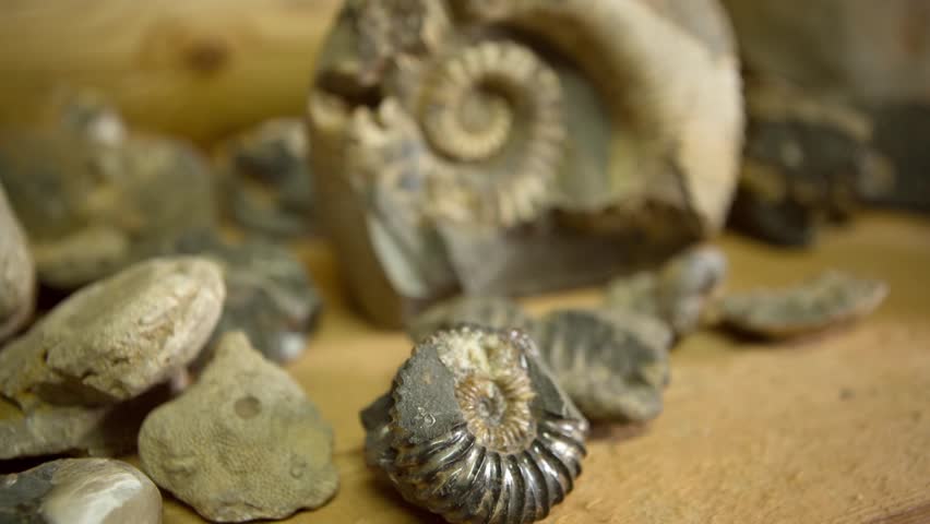 Ammonites and stones