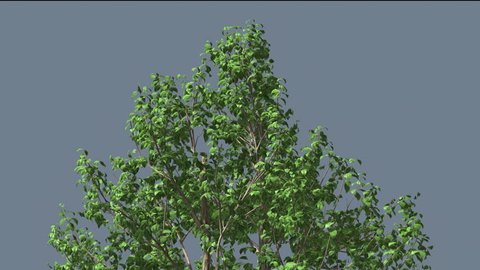 White Birch Tree with White Trunk and Fluttering Yellow Leaves Tree Cut from Chroma Tree on Alfa Channel Tree is Swaying at the Wind Swaying Branches in fall autumn Computer Generated Animation made