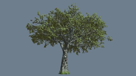 White Oak Tree is Swaying at the Wind, Tree Cut Out of Chroma Key, Tree on Alfa Channel, Green Tree Leaves are Fluttering on a Crown, Tree in Sunny Day in Summer, Computer Generated Animation Made in