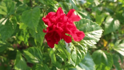 Red Geranium Flowers Blooming in Stock Footage Video (100% Royalty-free)  1845529 | Shutterstock