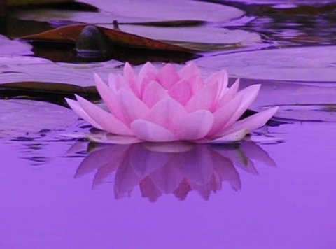 Lotus floating on water 01 Loop Slow Motion 210fps Stock Video