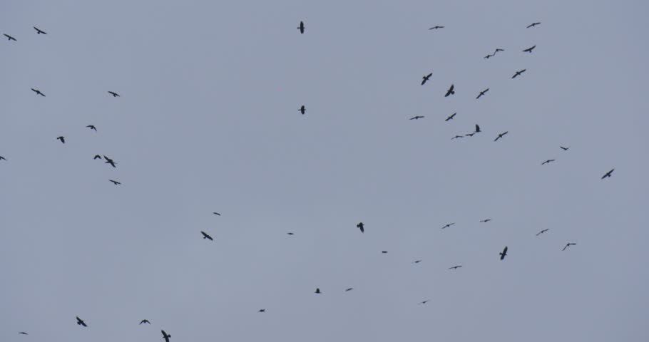 A flock of black birds, crows, flying and circling in the autumn sky. Cloudy autumn day, grey sky, outdoors. Opole, Poland. Royalty-Free Stock Footage #13443749