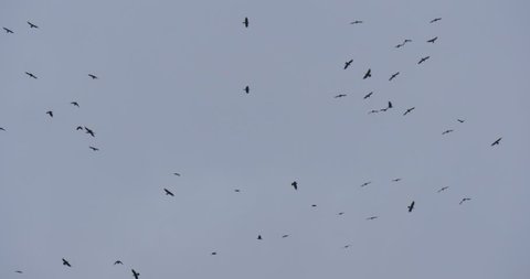 A flock of black birds, crows, flying and circling in the autumn sky. Cloudy autumn day, grey sky, outdoors. Opole, Poland.