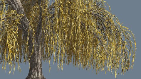 Weeping Willow, Inclined Trunk, Long Hanging Tree Branches are Swaying at the Wind and sweeping the ground, Tree Cut Out of Chroma Key, Tree on Alfa Channel, Narrow Yellow Tree Leaves, Tree in Sunny