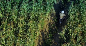 Retro motorcyclist riding in the middle of corn fields. (helicopter shot)