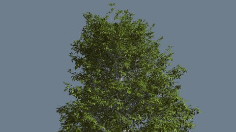 Shingle Oak, Top of the Tree is Swaying at the Wind, Tree Cut Out of Chroma Key, Tree on Alfa Channel, Green Tree Leaves are Fluttering on a Crown, Thin Trunk Tree in Sunny Day in Summer, Computer