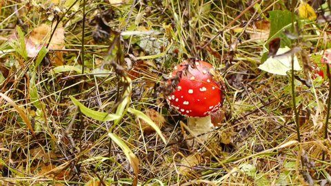 Fly agaric, collecting  mushrooms in autumn forest 