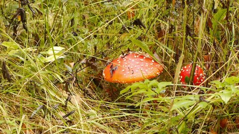 Fly agaric, collecting  mushrooms in autumn forest 