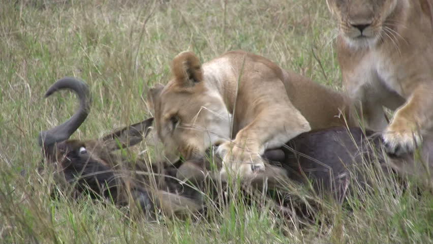 A lioness killing her prey