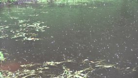 close up of rain drops on rural pond surface in summer rainy day. 4K UHD video clip.