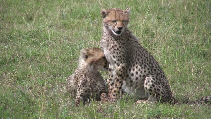 Cheetah cubs licking each other