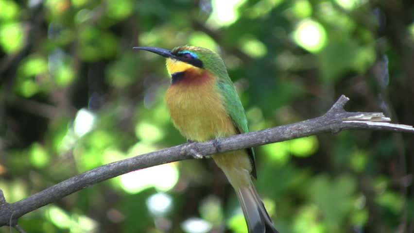 A beautiful bird stretching