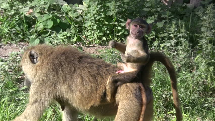 A baby baboon on its mother's back