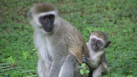 A baby vervet monkey clings to its mother's back