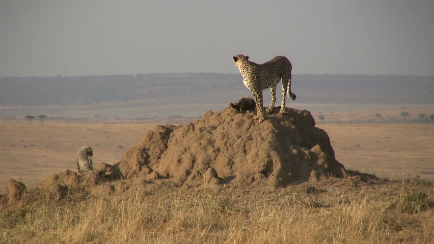 cheetah mother and cubs on an anthill