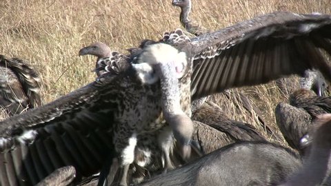 closeup of vultures on a kill
