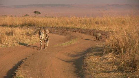 A female cheetah and her cubs